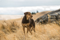A Dog’s Way Home A Dog’s Way Home