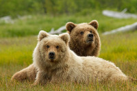 6 Disneynature Movies for Earth Day