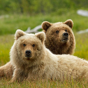 Bears