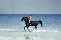 The Black Stallion The Black Stallion