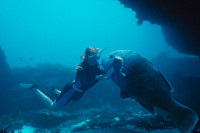 Blueback Blueback