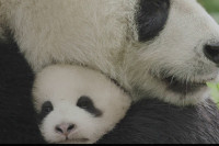 Born in China Born in China