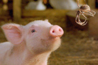 Charlotte’s Web