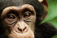 Chimpanzee