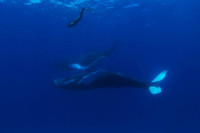 The Cove