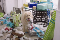 Dog Days Dog Days