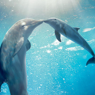 Dolphin Tale 2