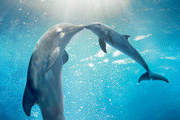 Dolphin Tale 2