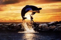 Free Willy Free Willy