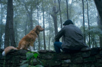 Good Boy (2025) Good Boy (2025)