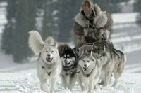 The Great Alaskan Race The Great Alaskan Race