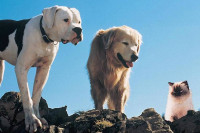 Homeward Bound: The Incredible Journey Homeward Bound: The Incredible Journey