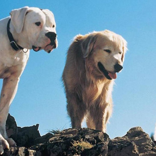 Homeward Bound: The Incredible Journey