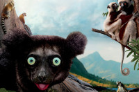 Island of Lemurs: Madagascar Island of Lemurs: Madagascar