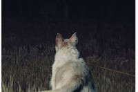 It Comes at Night