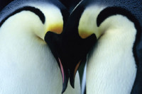 March of the Penguins March of the Penguins
