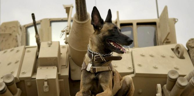 Picture from A Dozen Dog Movies to Celebrate National Dog Day
