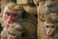 Monkey Kingdom Monkey Kingdom
