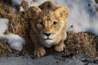 Mufasa: The Lion King Mufasa: The Lion King