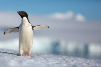 Penguins Penguins