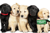 Pick of the Litter Pick of the Litter