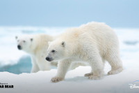Polar Bear Polar Bear