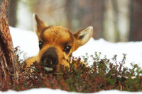 A Reindeer’s Journey A Reindeer’s Journey