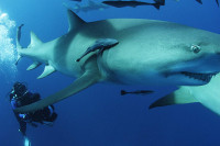 Sharkwater Extinction