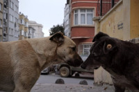 Stray Stray