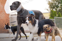 Strays