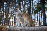 The Wolf and the Lion The Wolf and the Lion