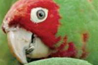The Wild Parrots of Telegraph Hill The Wild Parrots of Telegraph Hill