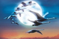 Winged Migration Winged Migration