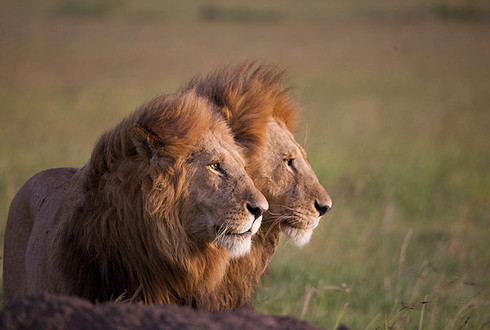 African Cats parents guide