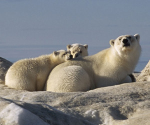 Arctic Tale parents guide