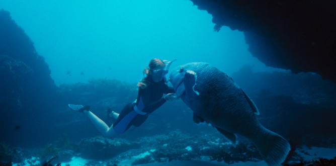 Blueback parents guide