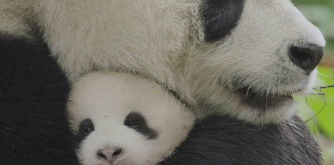 Born in China parents guide