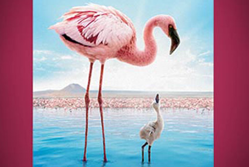 Crimson Wing: Mystery of the Flamingos parents guide