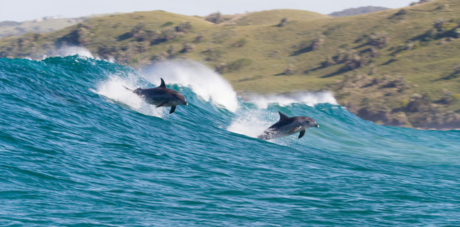Dolphin Reef parents guide