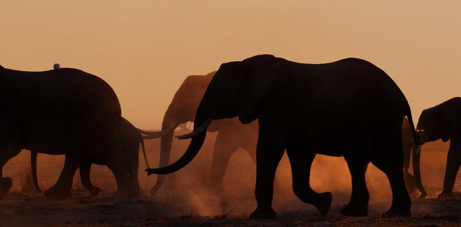 Elephant parents guide