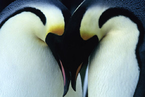 March of the Penguins parents guide