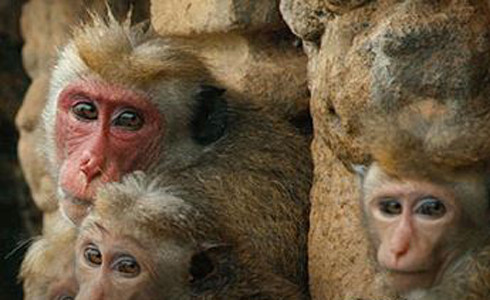 Monkey Kingdom parents guide
