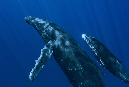 Oceans parents guide