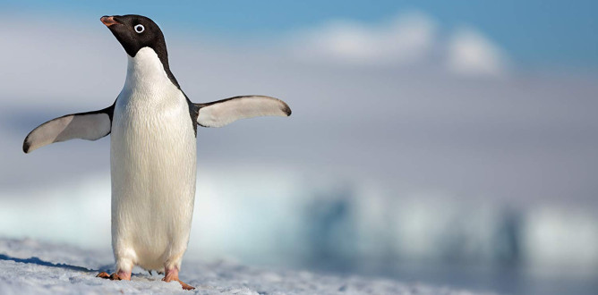 Penguins parents guide