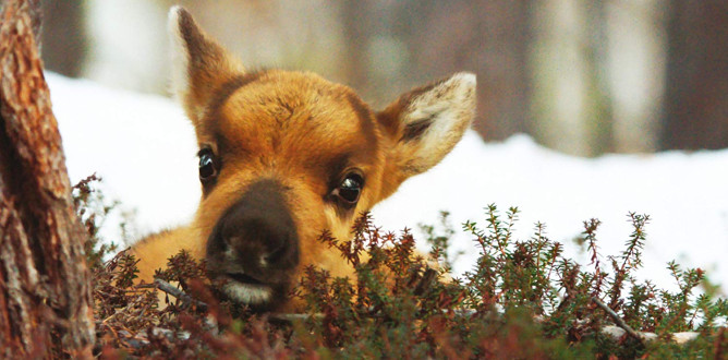 A Reindeer’s Journey parents guide
