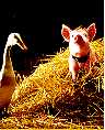 Babe:Pig In The City