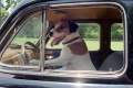 My Dog Skip - Official Site